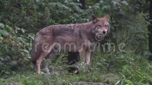 森林里的狼视频的预览图