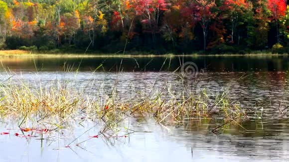 缅因州林肯维尔的诺顿池塘视频的预览图