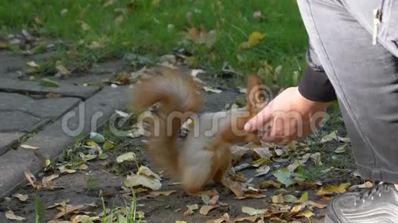 森林松鼠在一个城市公园里从他手里拿食物Gomel白俄罗斯视频的预览图