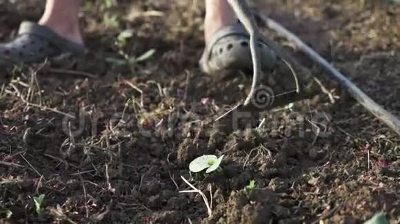 农民在有机生态场用锄头除杂草幼长视频的预览图