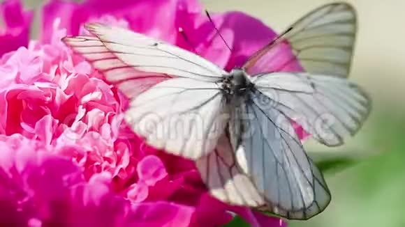 白蝴蝶视频的预览图