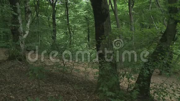 森林公园里的叶子视频的预览图
