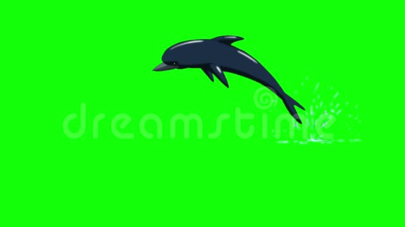 海豚跳出水面正面视图视频的预览图
