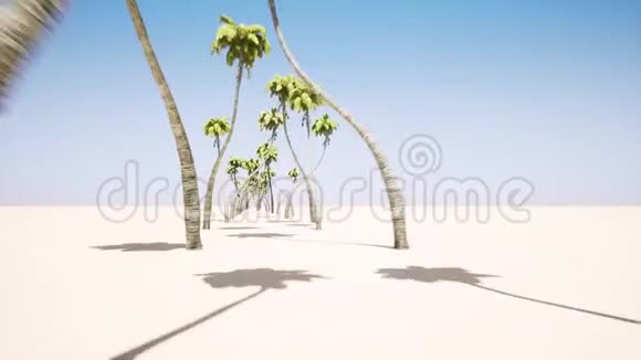 棕榈树的小巷视频的预览图