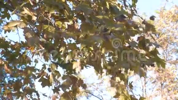 秋天有黄绿叶的枫树视频的预览图
