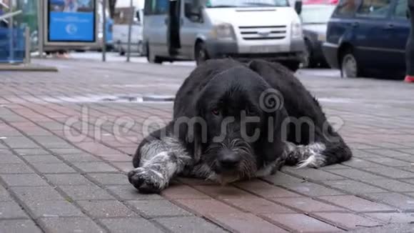 流浪狗躺在城市街道上背景是过往的汽车和人们视频的预览图
