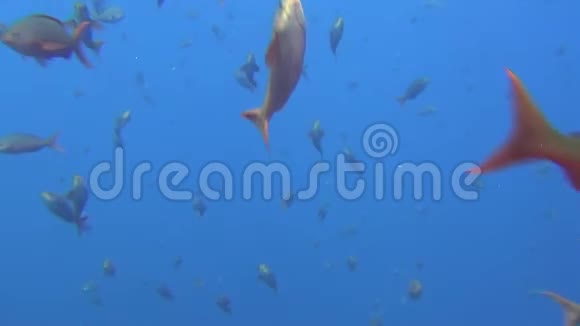 加拉帕戈斯群岛海域背景水下景观鱼学视频的预览图