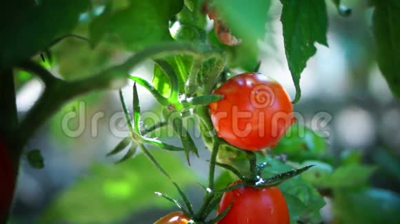 花园里的有机番茄倾斜视频的预览图