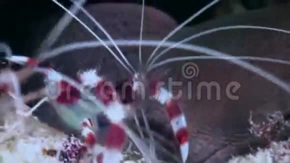 有味道的虾近距离射击马尔代夫视频的预览图