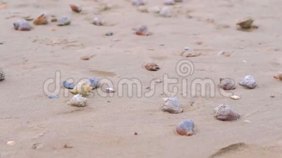 沙滩上有拉潘贝壳和海螺贝壳视频的预览图
