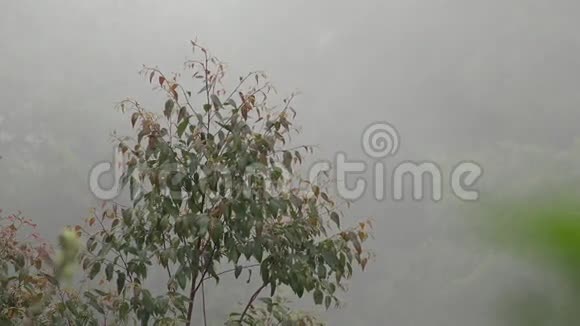 雾雾云云汽视频的预览图