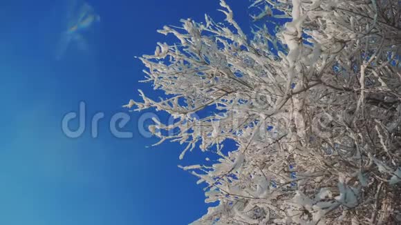 枯冻的榆树在冰枝上冬天白天雪在雪的阳光下阳光照耀着美丽的风景干燥视频的预览图