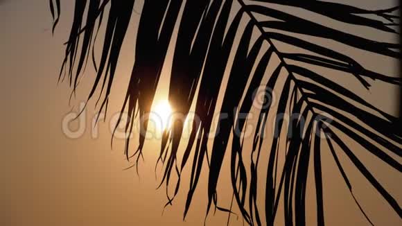 橙色太阳透过棕榈叶剪影的日落视频的预览图