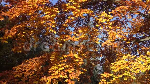 公园树上金色树叶的风景视频的预览图