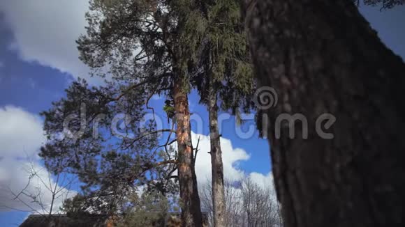 伐木工人在锯树视频的预览图