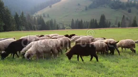 草原上的羊群成群结队视频的预览图