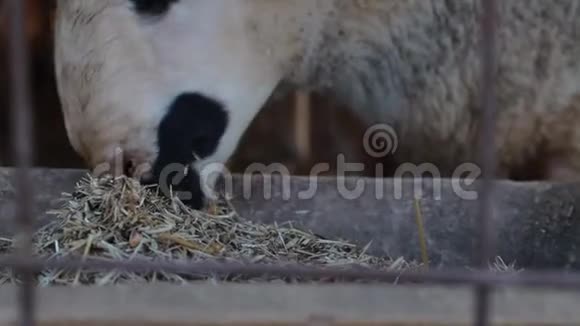 哺乳动物农场动物羊视频的预览图