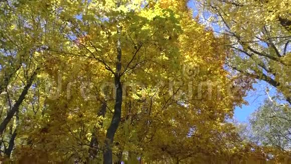 公园树上金色树叶的风景视频的预览图