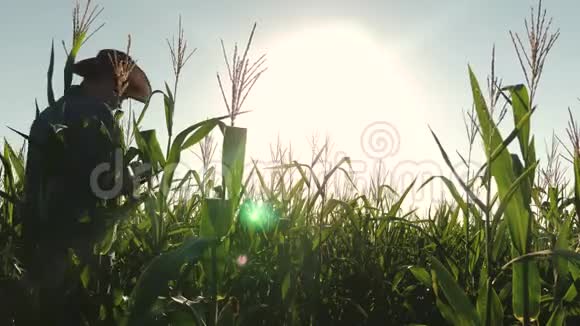 农民商人用平板电脑检查他的田地向日葵农夫奥萨米特里瓦花和葵花籽视频的预览图