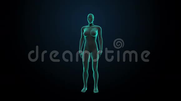 放大女性身体和扫描心脏人类心血管系统蓝色X光灯视频的预览图