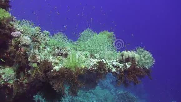 红海中珊瑚的蓝色背景下的鱼群视频的预览图