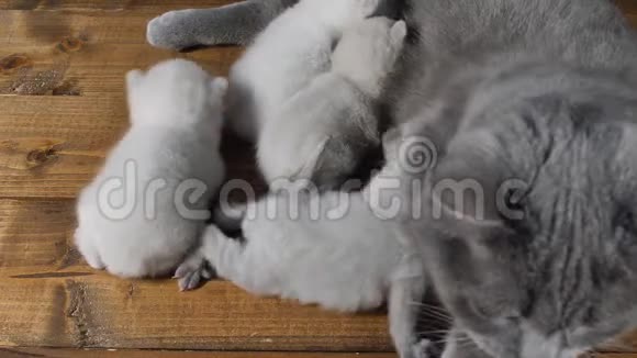 英国小猫妈妈照顾小猫视频的预览图
