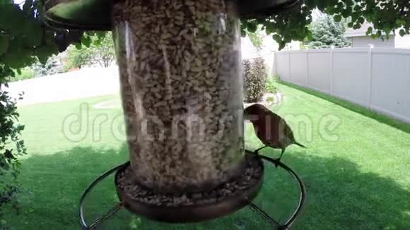 鸟类从饲养者那里吃种子视频的预览图