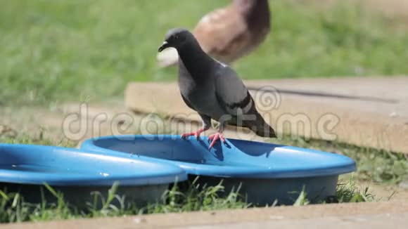 泰国兰邦蓝碗中的鸽子饮用水视频的预览图