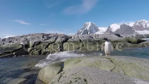 企鹅在海滩上视频的预览图