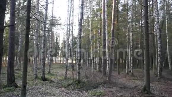 云杉和落叶林的天然林视频的预览图