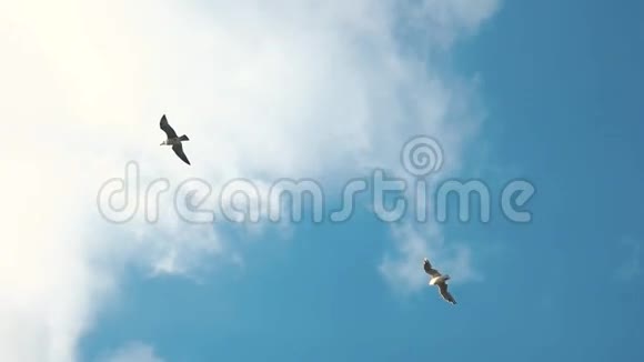 天空中的海鸥视频的预览图