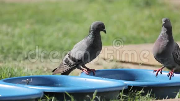 泰国兰邦蓝碗中的鸽子饮用水视频的预览图