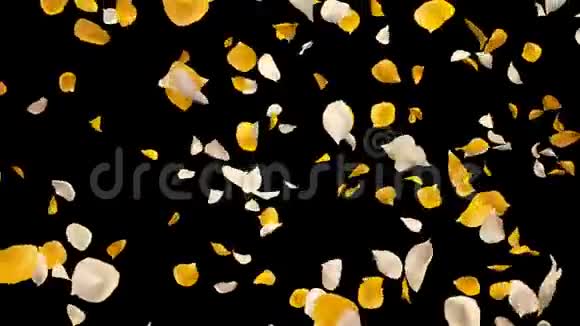 飞翔的浪漫的黄白色玫瑰花瓣落下的阿尔法孤立的环视频的预览图