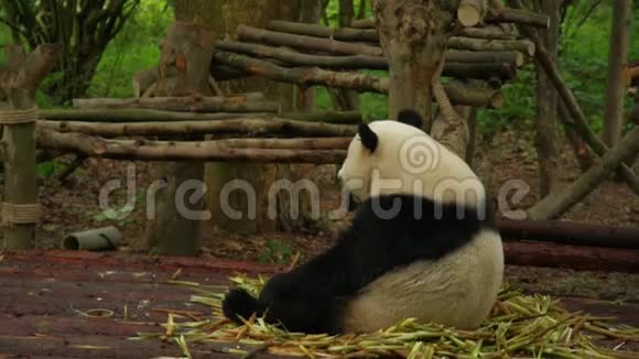 大熊猫视频的预览图