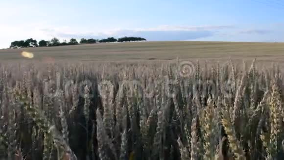 夏日风景玉米地全景视频的预览图