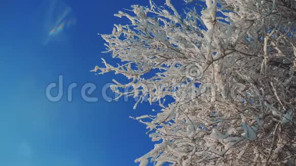 干冻的榆树在冰枝上冬天白天雪在雪的阳光下阳光灿烂美丽的风景生活方式视频的预览图