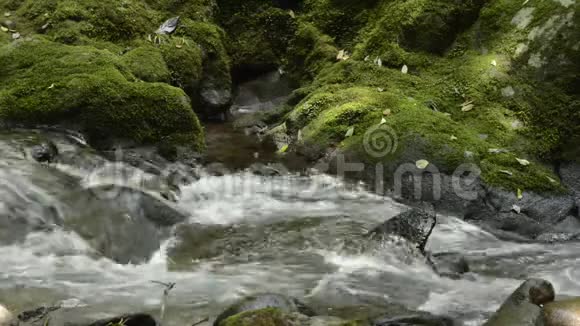 在苔藓岩石旁边的小溪视频的预览图