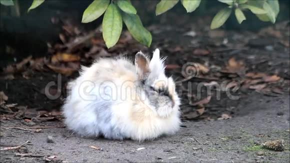 自然界中的复活节兔子视频的预览图