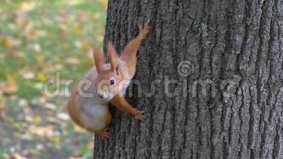 森林松鼠在一个城市公园里从他手里拿食物Gomel白俄罗斯视频的预览图
