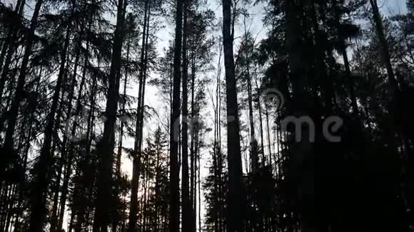 云杉和落叶林的天然林视频的预览图