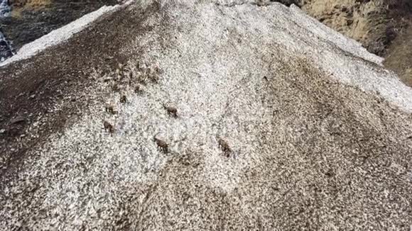 春天雪场上的一群高山伊贝克斯用肮脏的残雪伪装自己视频的预览图