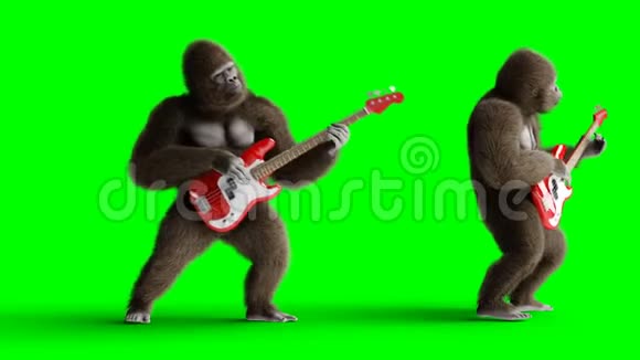 有趣的棕色大猩猩演奏低音吉他超级逼真的皮毛和头发绿屏4K动画视频的预览图
