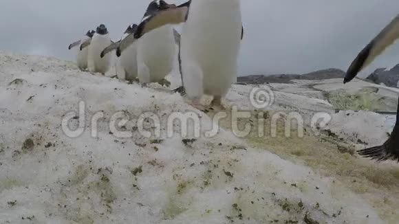 在海滩上的古图企鹅视频的预览图