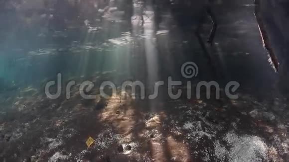 RajaAmpat红树林的阳光视频的预览图