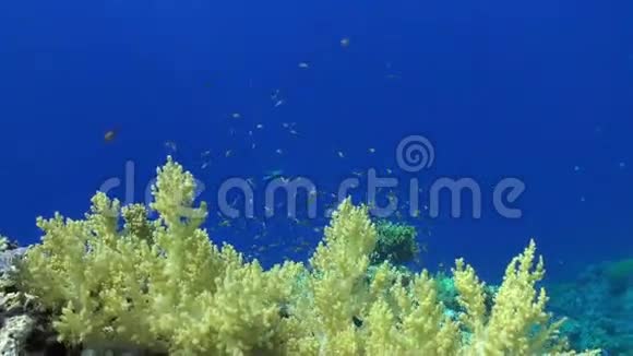 在红海的背景上五颜六色的鱼在水下形成鲜艳的绿色珊瑚视频的预览图