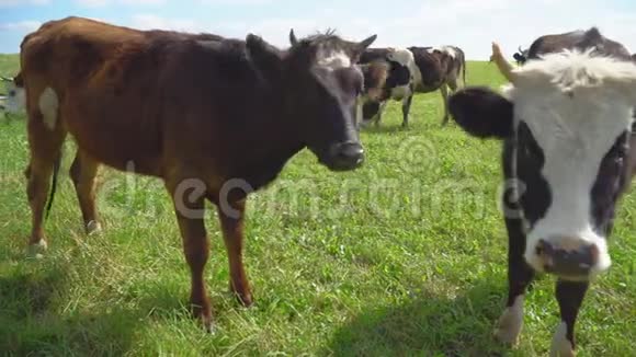 奶牛咀嚼着摆姿势在草坪上沉思视频的预览图