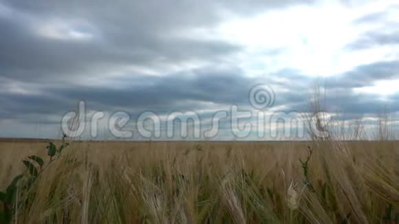 夏天的云在麦田上移动视频的预览图