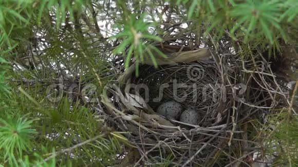 雌红雀在巢中产卵及产卵视频的预览图