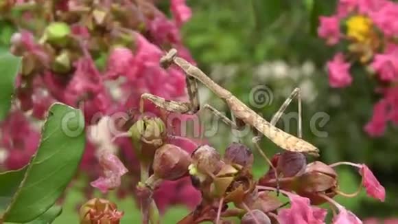 在大自然中一只祈祷的螳螂昆虫几乎捕捉到一只苍蝇视频的预览图