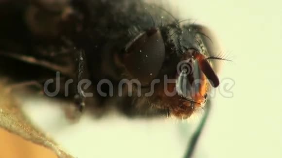 苍蝇家蝇昆虫宏视频的预览图
